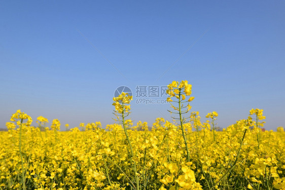 美丽的油菜花图片