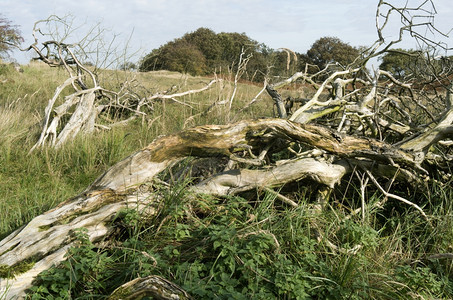 荷兰沙丘的枯树死蕨类植物桩景观图片