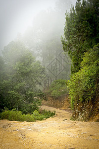 天气危地马拉树木中雾弥漫的森林风貌瓜地马拉树丛中雾笼罩松树幻想图片