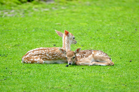 草地上的小鹿图片