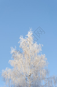 俄罗斯王冠蓝色天空背景上覆盖着无冰霜的BareBircher树雪图片