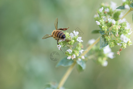 春天季节花园工作蜜蜂收集马约拉姆花的蜜天然背景图片