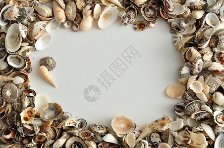 螺旋什锦的带贝壳边界海图片