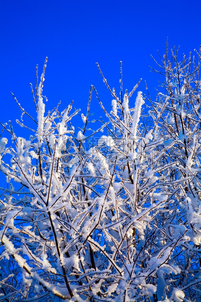 蓝天前的雪树景观蓝色季节图片