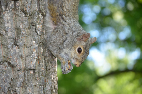 啮齿动物松鼠和坚果挂在树上吠吃图片