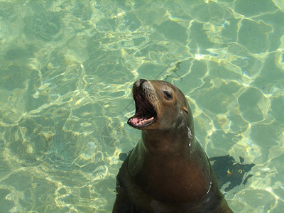 野生动物海狮的大脸张嘴开的海狮你甚至可以看到他的牙齿动物海洋图片