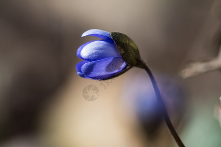 丰富多彩的新春天有赫帕蒂卡花芽凝望着开自然奥兰图片