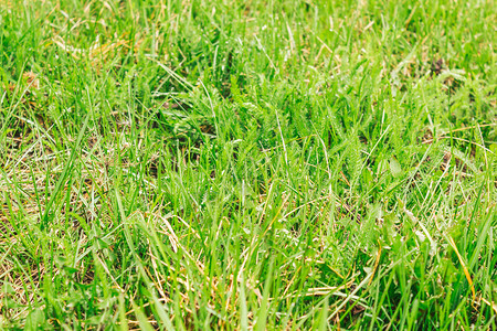 新鲜的场地夏季绿草原以为背景图片