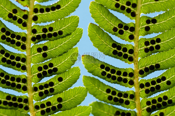 草本植物插图叶子紧贴在自然背景上叶子紧贴在自然背景上夏天图片