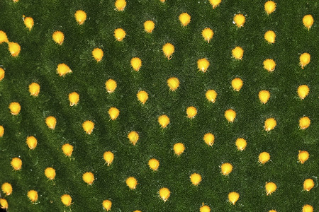 橙水果植物群阴极微晶体仙人掌工厂的质地图片