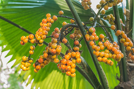 树上的棕榈果子图片