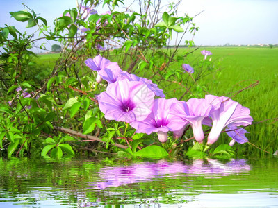 紫色牵牛花图片