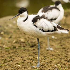 在英国诺福克Norfolk水鸟游客鳄梨图片