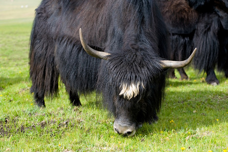 家畜动物在绿草牧场放的黑牛牦图片