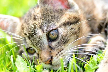 草地上玩耍的猫咪特写图片