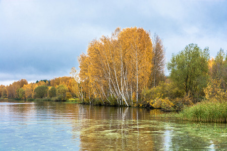 湖岸边黄色的树林图片