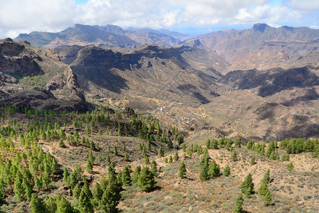 死火山下的植被图片