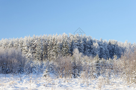 蓝天空背景下满是雪和冰霜的隐雨林覆盖着蓝天背景美丽的户外圣诞节图片