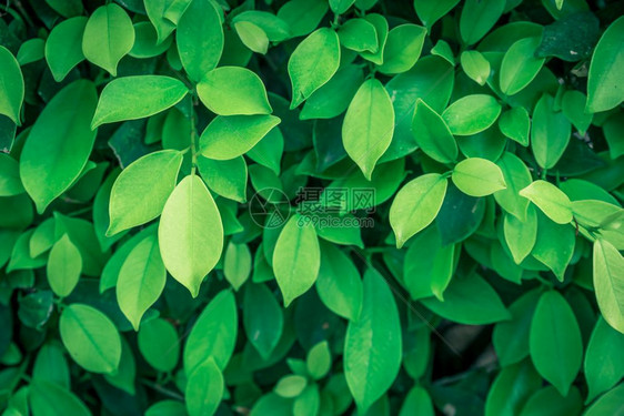 植物绿色关于自然背景的绿叶子图片