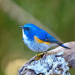 橙美丽的蓝鸟喜马拉雅的男蓝尾塔塞格鲁菲拉图斯站在圆木上野生动物户外图片