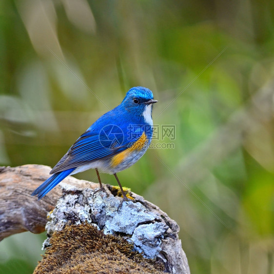 眼镜猴荒野美丽的蓝鸟喜马拉雅的男蓝尾塔塞格鲁菲拉图斯站在圆木上动物图片