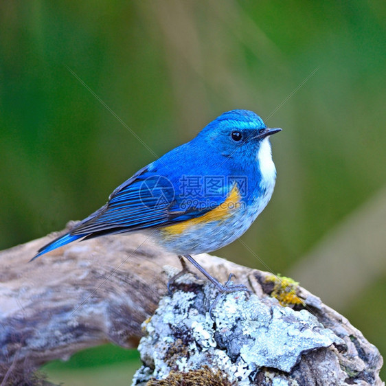 日志美丽的蓝鸟喜马拉雅的男蓝尾塔塞格鲁菲拉图斯站在圆木上分支野生动物图片