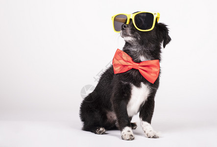 太阳镜黑色狗黄墨镜和白色背景的红弓领带肖像哺乳动物图片