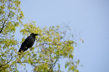 生物坐着乌鸦座丛林大嘴丛林大嘴坐在树上的枝图片