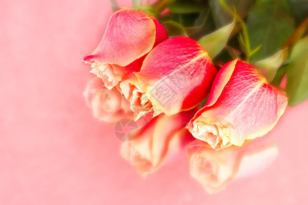 绿色红桃背景上美丽的野生长鲑鱼玫瑰花茎图片