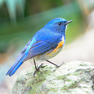 蓝鸟喜马拉雅的男蓝尾Tarsigerrufilatus站在岩石上侧面蓝色的尾鱼动物图片
