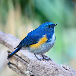 蓝鸟喜马拉雅的男蓝尾Tarsigerrufilatus站在日志上侧配置阮詹蓝色的衬套图片