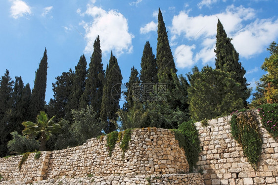 城市老的砖块耶路撒冷石墙之上的Cypresss图片
