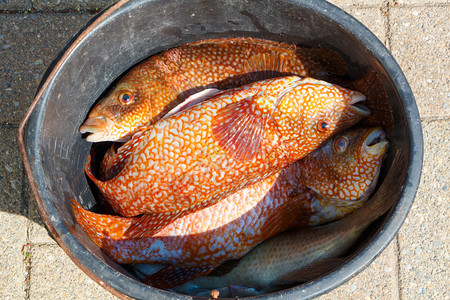 所有的在布列塔尼捕鱼后在水桶里吃橘子球橙棕色的图片