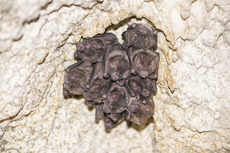 男挂在洞穴上方的蝙蝠耳朵野生动物图片