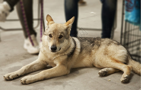 冬天哺乳动物狼狗坐着整形横向图象西伯利亚图片