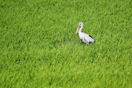 乡村的白色在稻田露天公开书草原照片野生动物图片