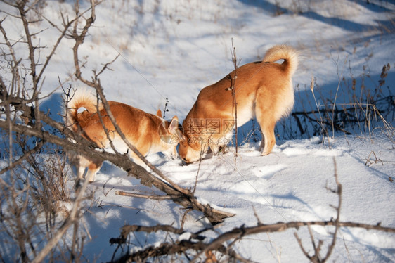 小狗两只红在雪冬森林里嗅探宠物寒冷的图片