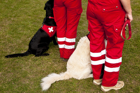 训练服从209年在德国基尔举行的狗会议中救援图片