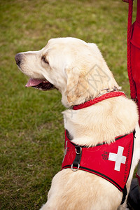 搜索狗宠物209年在德国基尔举行的狗会议中运动型图片