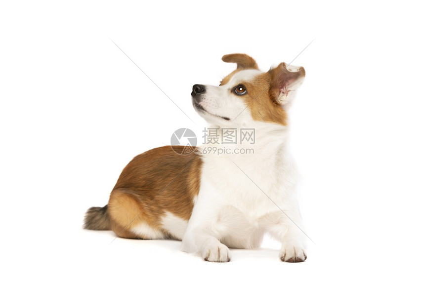 正面在白色背景混合种狗面前一只野兽和群犬混杂在白本种的狗面前博美犬动物高清图片下载 正版图片 摄图网