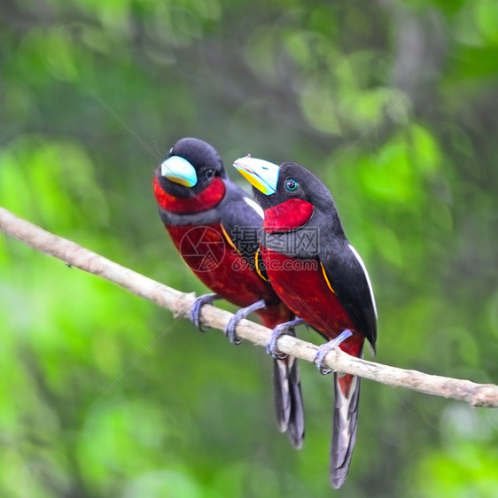 黑鸟和红的双亲胞胎阴螺旋体站在树枝上乳房剖面颜色荒野常设图片