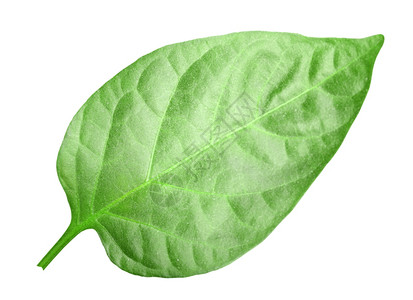 粉碎一片青胡椒的绿叶子孤立在白色背景上近距离摄影棚发芽辣椒简单图片