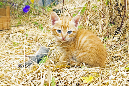 死的小猫一只死老鼠和Derrsquot知道该怎么处理它哺乳动物猫科图片