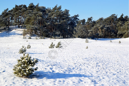 管理冬天树荷兰Kootwijk的Kootwijkerzand雪图片