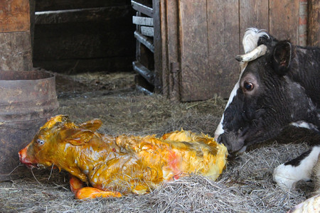 家畜口舔干净它刚出生的红牛舔干净它刚出生的小牛公图片