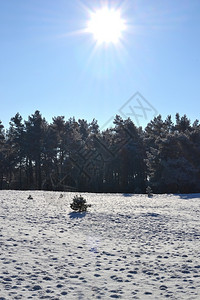 自然荷兰Kootwijkerzand上的雪蓝色库特维克图片