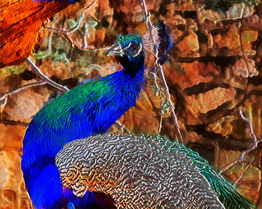 鸟男丰富多彩的3D美丽孔雀的幻想插图图片
