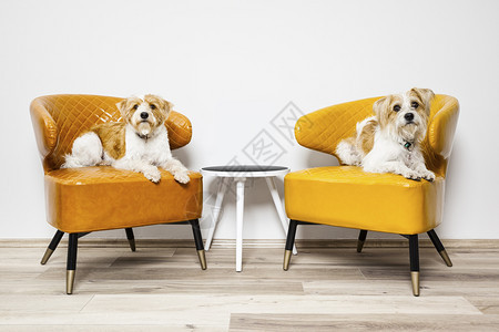 犬类房间复制一张两只小狗坐在扶手椅上的照片图片