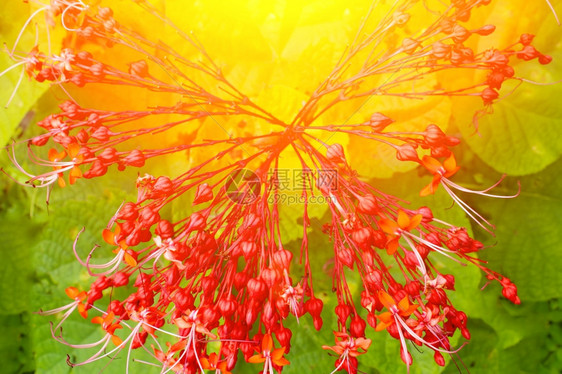 花的颜色绿背景红花植物群图片