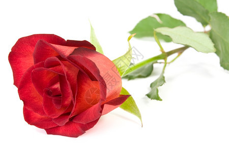 白色背景上孤立的美丽红玫瑰开花的亲爱图片